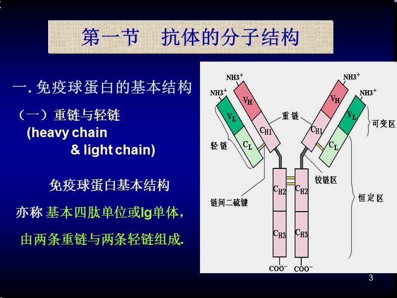 医学免疫学精品课件（南方医科大学）第三章 抗体与免疫球蛋白.ppt_第3页