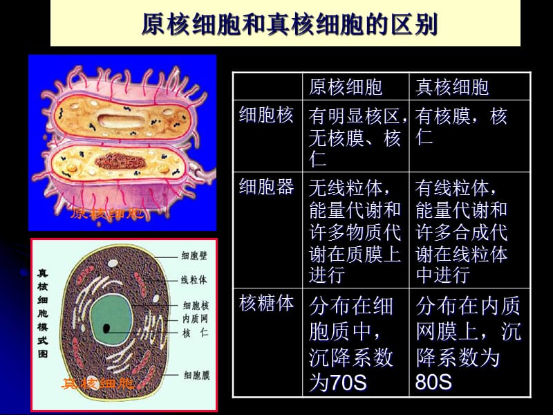 微生物的形态和构造2.ppt_第2页