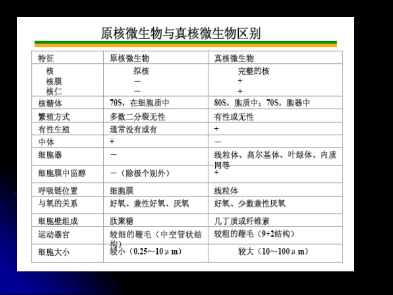 微生物的形态和构造2.ppt_第3页