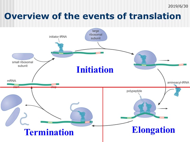 分子生物学（杨洋）第七章 翻译-2.ppt_第3页