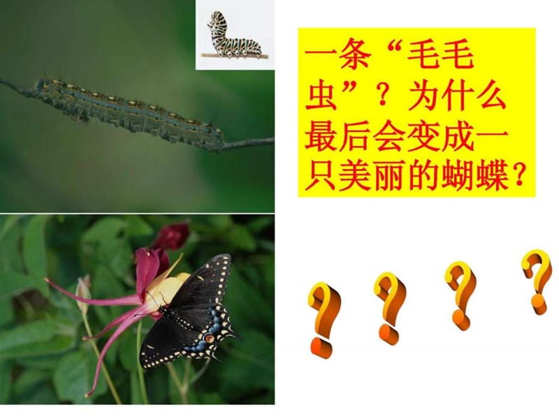 八年级生物第二节_昆虫的生殖和发育课件人教版.ppt.ppt_第2页