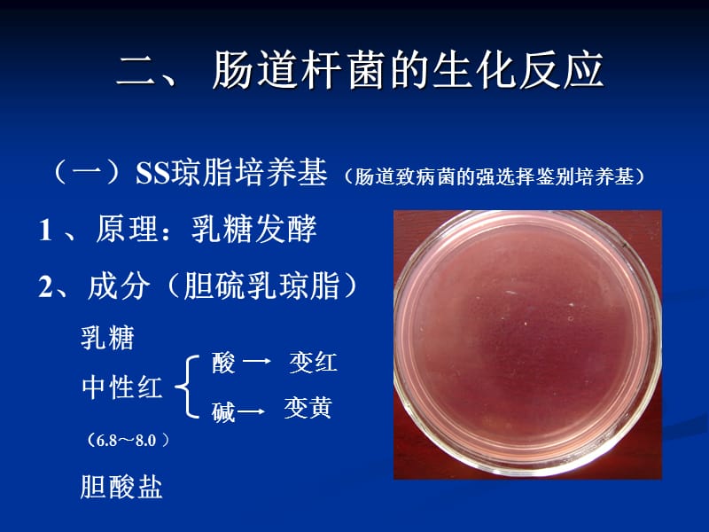 张玉梅《医学微生物学》微生物实验1-zhang68.ppt_第2页