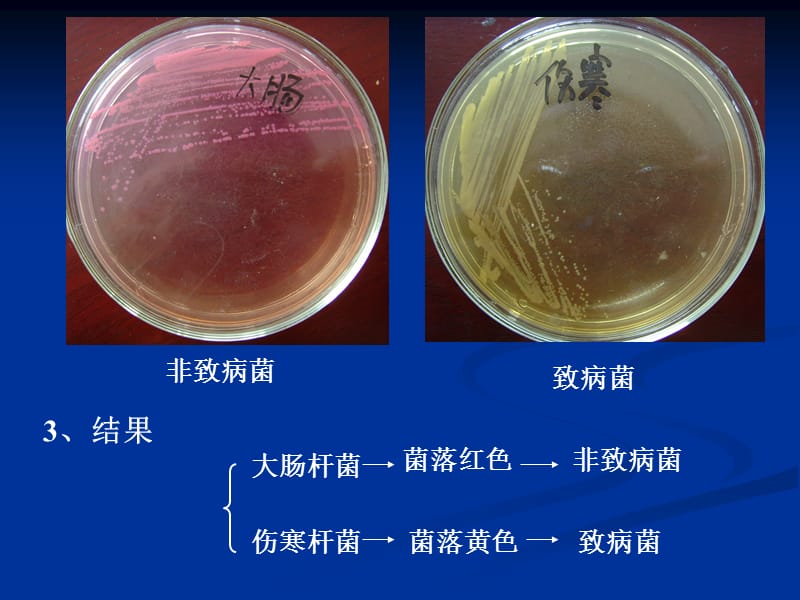 张玉梅《医学微生物学》微生物实验1-zhang68.ppt_第3页