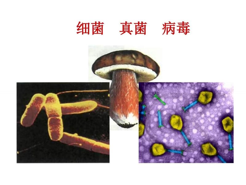 八年级生物细菌__真菌初二生物_图文.ppt.ppt_第1页