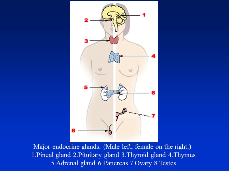 内分泌系统教学资料 diagnostic imaging of endocrine system 20161220.ppt_第2页