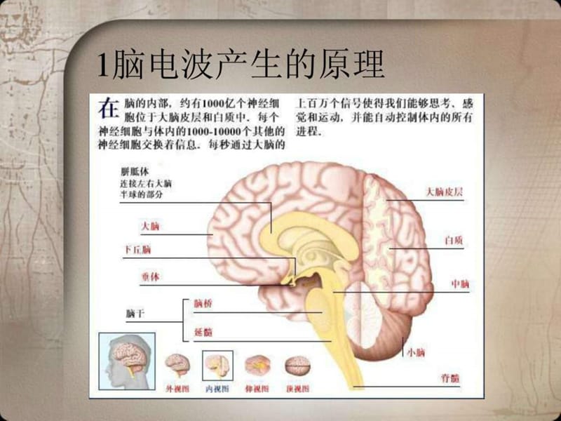 脑电图分析课件.ppt.ppt_第3页