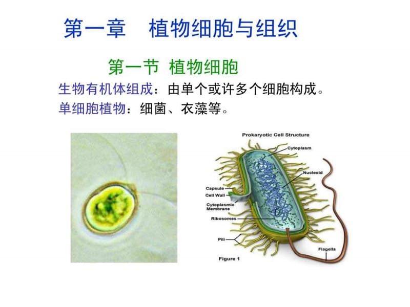 植物的细胞和组织.ppt_第1页