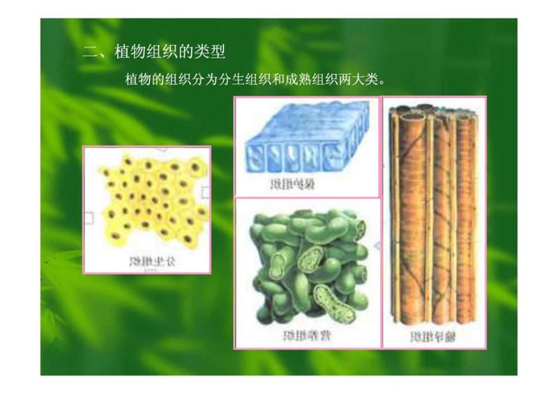 植物的组织和组织系统.ppt_第2页