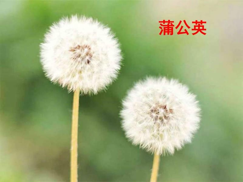 植物妈妈有办法 第一课时_图文.ppt.ppt_第3页