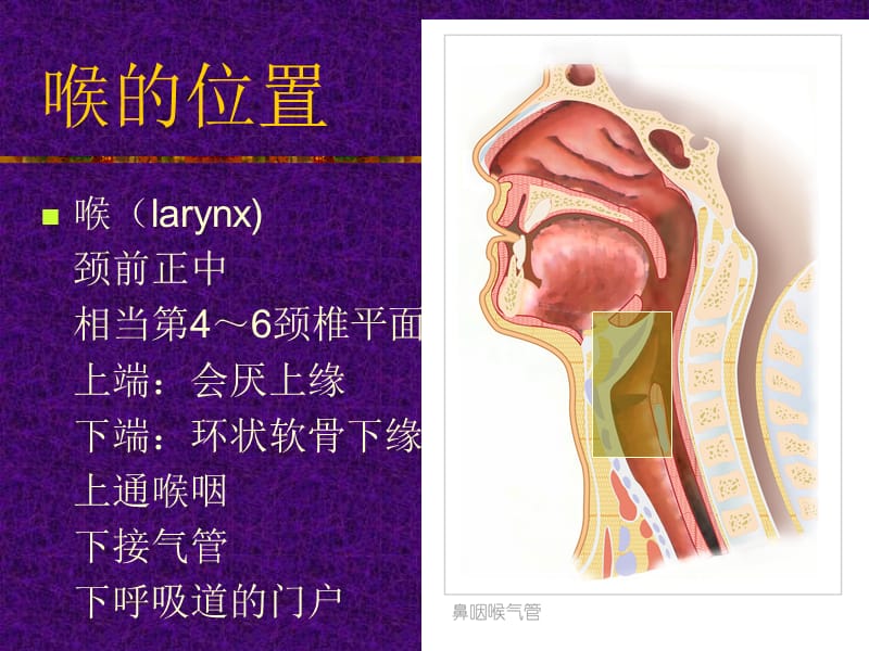 耳鼻咽喉头颈外科学教学 12级麻醉、影像专业喉部解剖及生理.ppt_第3页