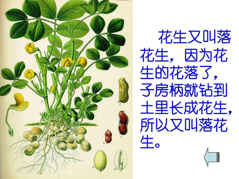 北师大版语文四年级上册《落花生》课件_图文.ppt.ppt_第3页