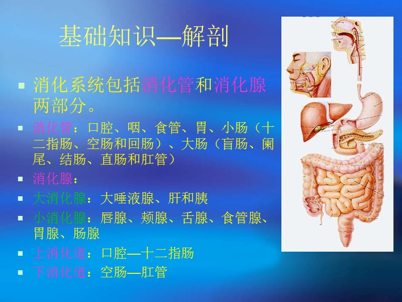 消化系统解剖及EMR与ESD（一）.ppt_第2页