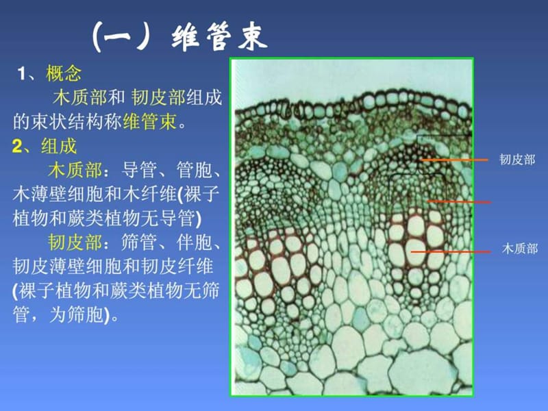 植物学 植物成熟组织.ppt_第3页