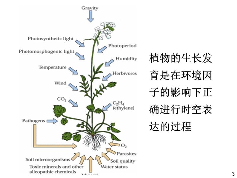 生化--郑利民课件 信号转导1－生化课08.ppt_第3页