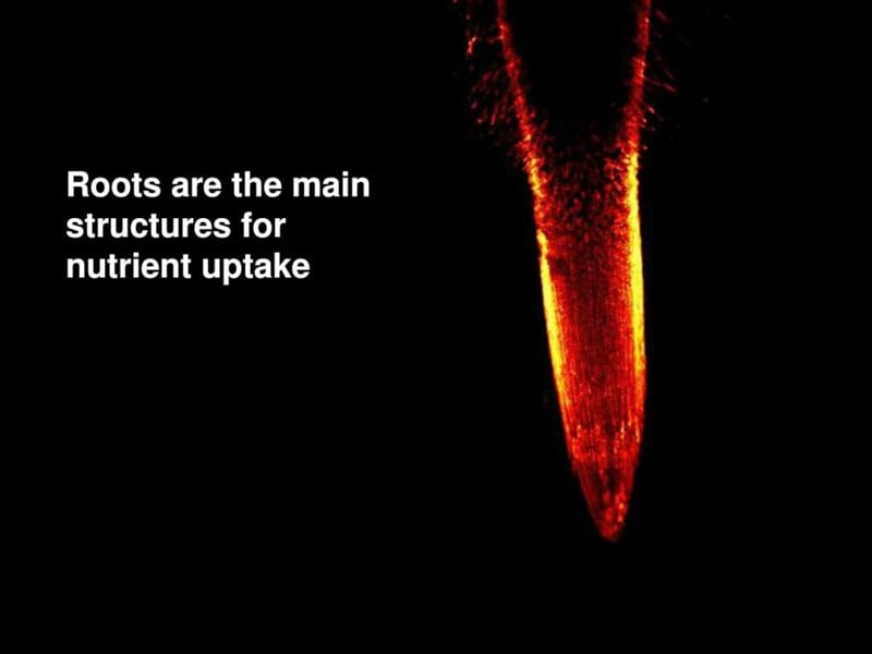 植物对养分的吸收.ppt.ppt_第3页