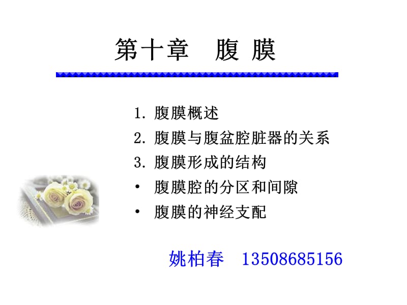 《系统解剖学》教学资料 腹膜.ppt_第1页