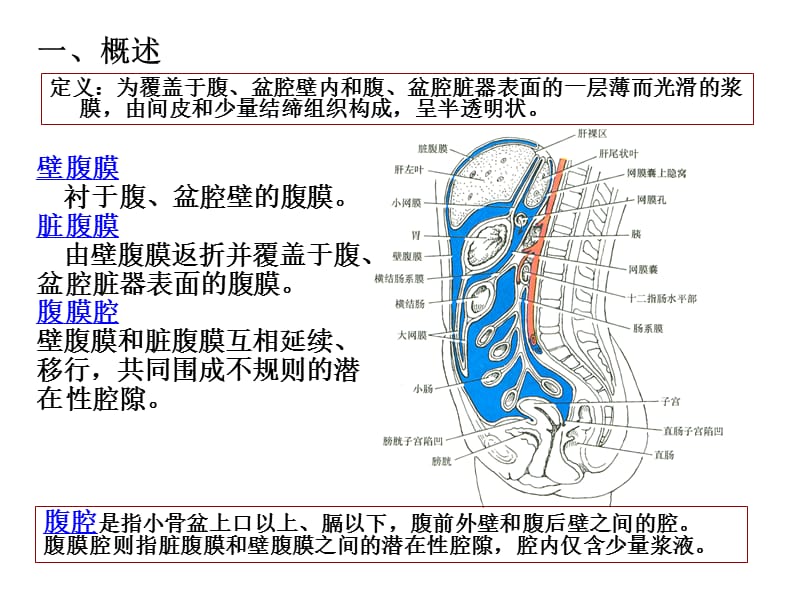 《系统解剖学》教学资料 腹膜.ppt_第3页