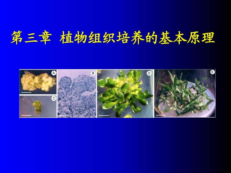 植物组织培养基本原理.ppt_第1页