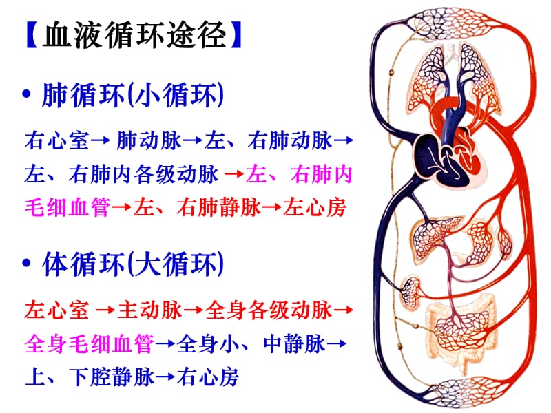 脉管系统动脉 ppt课件.ppt_第2页