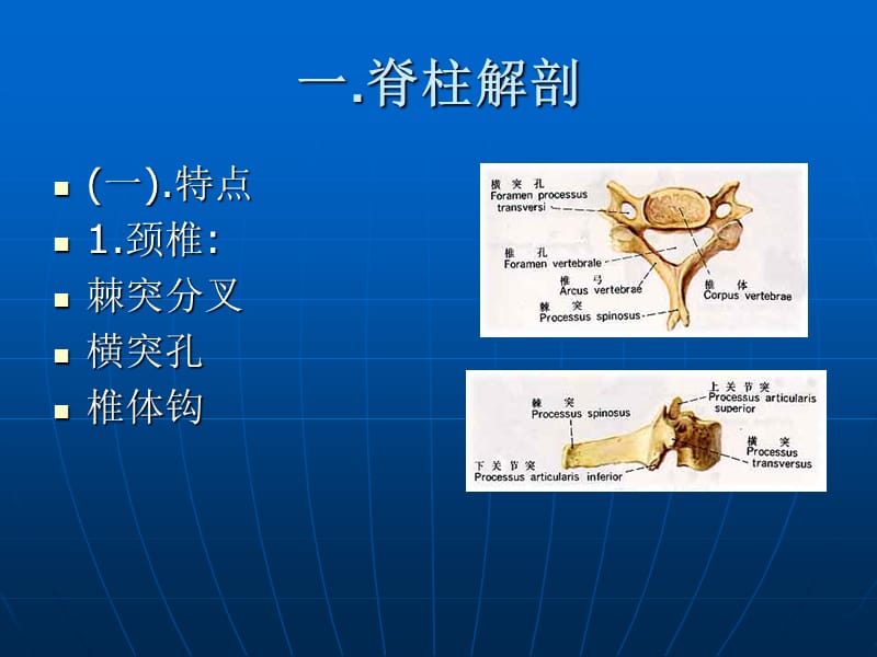 脊柱解剖及手术入路 ppt课件.ppt_第3页