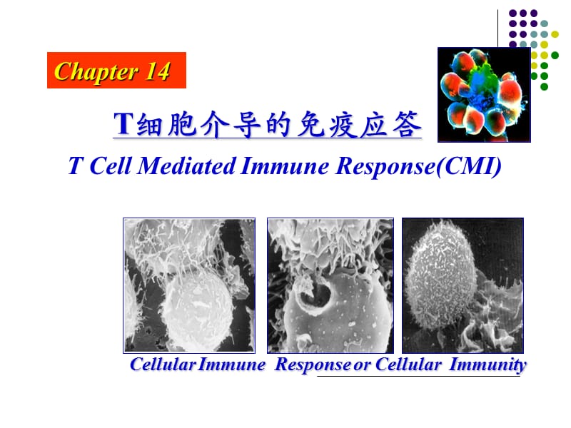 胡雪梅《医学免疫学》免疫14-cmi.ppt_第1页