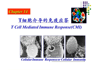 胡雪梅《医学免疫学》免疫14-cmi.ppt