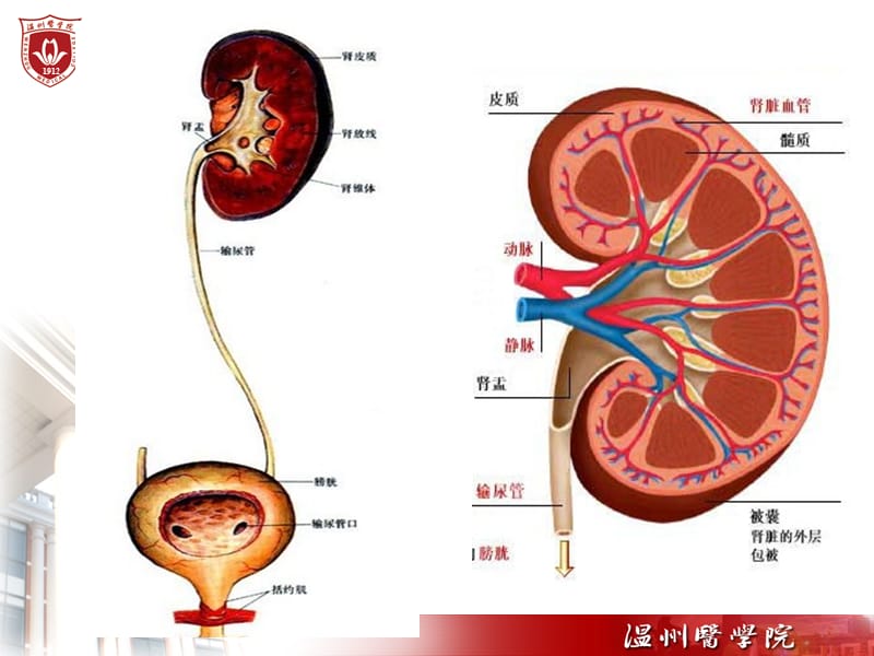 温州医科大学《生理学》泌尿系统 药学6.ppt_第3页