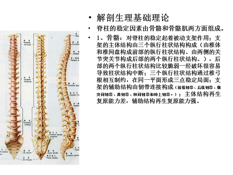 腰椎间盘突出症治疗.ppt_第3页