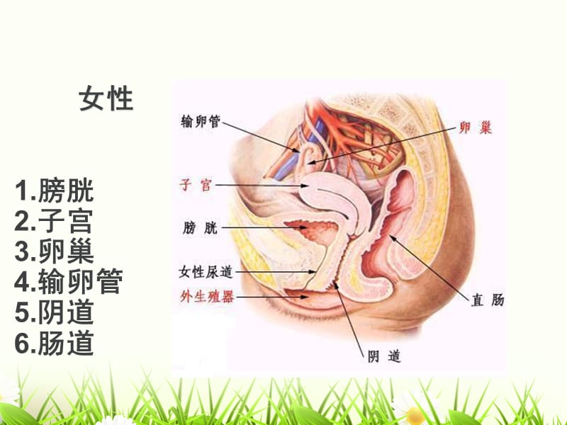 盆腔的影像检查技 ppt课件.ppt_第2页