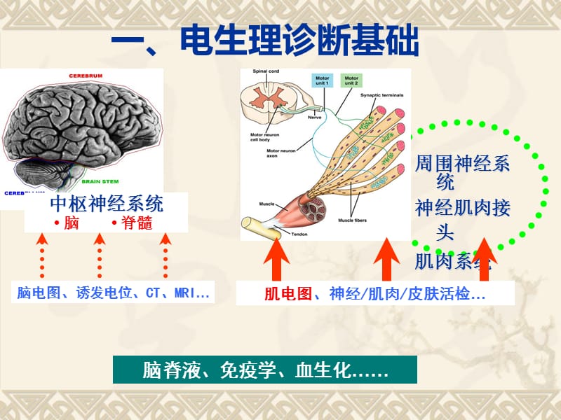 肌电图小讲课 ppt课件.ppt_第2页