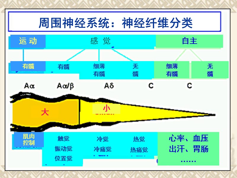 肌电图小讲课 ppt课件.ppt_第3页