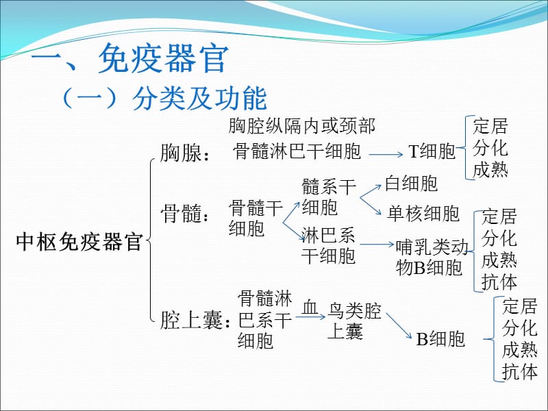 10畜禽解剖学——免疫系统.ppt_第3页