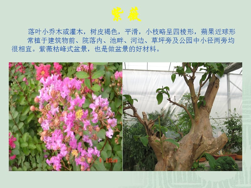 园林植物形态特征及园林用途.ppt_第3页