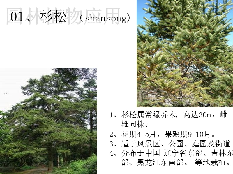 园林植物应用.ppt_第1页