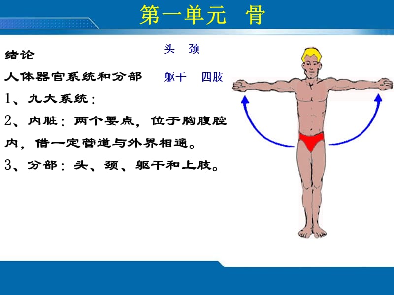 保健按摩师解剖学内容.ppt_第2页