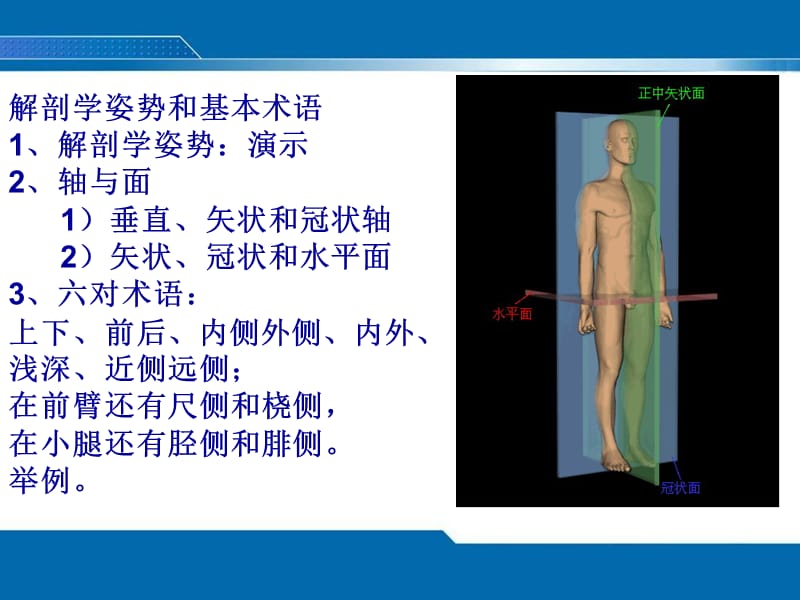 保健按摩师解剖学内容.ppt_第3页