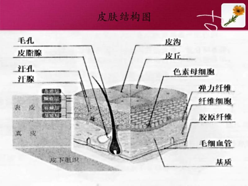 美容专业知识培训教案.ppt_第3页