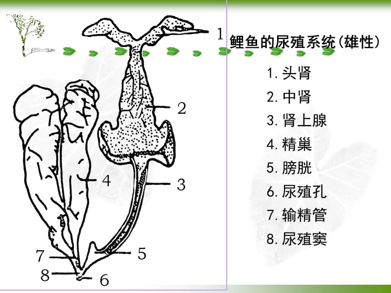 第八章_尿殖系统.ppt_第3页