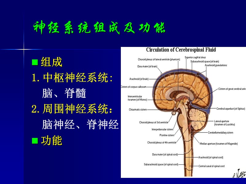 神经病学总论.ppt_第2页