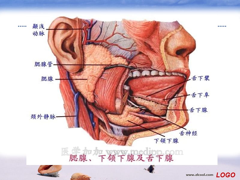 流行性腮腺炎PPt[1].ppt_第3页