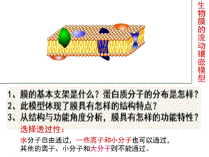 高中生物必修1第4章细胞的物质输入和输出《物质跨膜运输的方式》课件.ppt