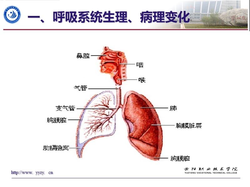 老年期常见呼吸系统疾病病人的护理.ppt_第3页