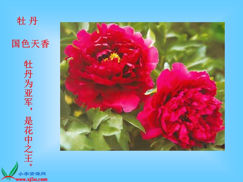 青岛版小学科学五年级下册12.《植物的花》精品课件.ppt_第3页