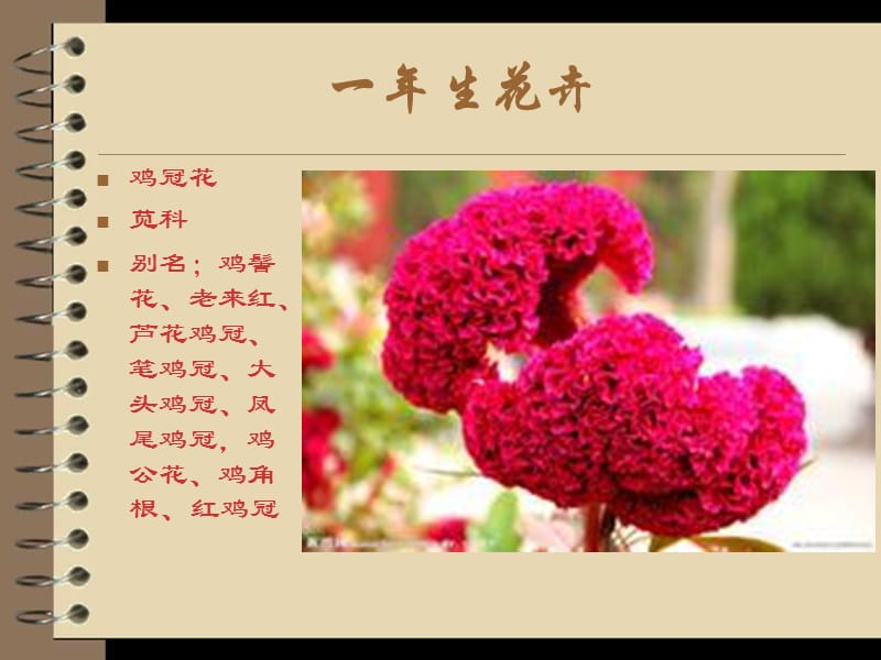 花卉栽培技术.ppt_第2页