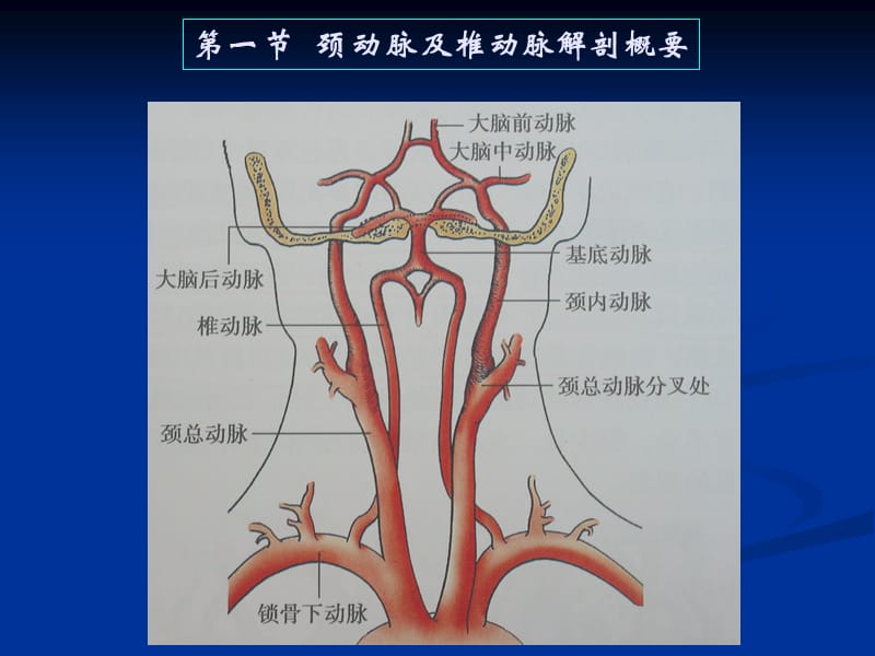 颈动脉疾病超声诊断.ppt_第2页