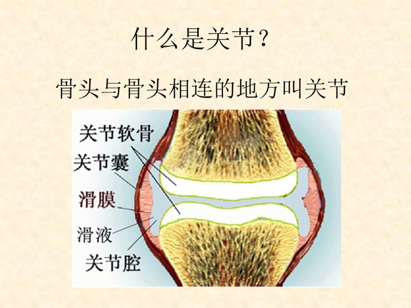 小学科学四年级上册_关节.ppt_第3页