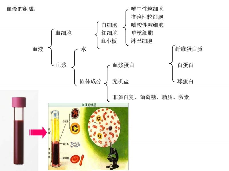 [诊断学] 临床血液学检测 血液一般检测_图文.ppt.ppt_第2页