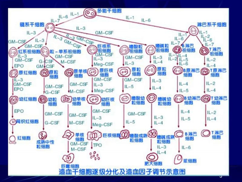 [诊断学] 临床血液学检测 血液一般检测_图文.ppt.ppt_第3页