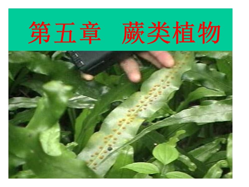 【生物课件】第五章 蕨类植物.ppt_第1页