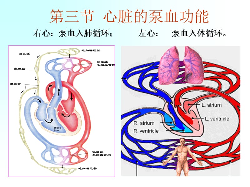 三节心脏的泵血功能.PPT_第1页